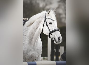 Koń oldenburski, Wałach, 17 lat, 170 cm, Siwa