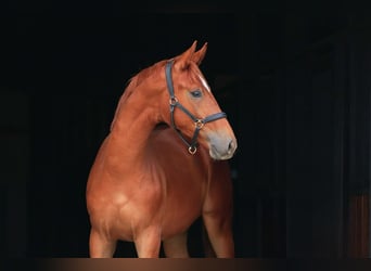 Koń oldenburski, Wałach, 1 Rok