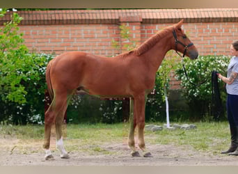 Koń oldenburski, Wałach, 1 Rok