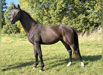 Koń oldenburski, Wałach, 2 lat, 164 cm, Ciemnogniada