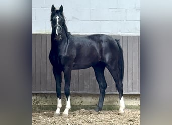 Koń oldenburski, Wałach, 2 lat, 165 cm, Kara