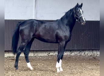 Koń oldenburski, Wałach, 2 lat, 165 cm, Kara