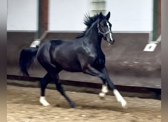 Koń oldenburski, Wałach, 2 lat, 165 cm, Kara