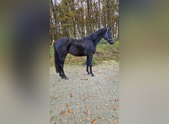 Koń oldenburski, Wałach, 2 lat, 172 cm, Ciemnogniada