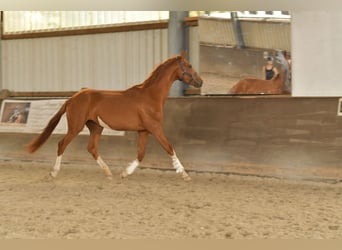 Koń oldenburski, Wałach, 3 lat, 160 cm, Kasztanowata