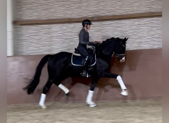 Koń oldenburski, Wałach, 3 lat, 163 cm, Kara