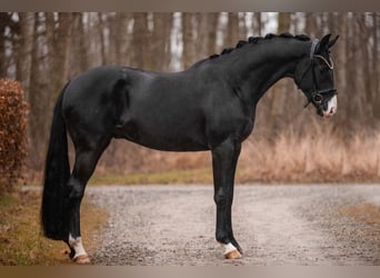 Koń oldenburski, Wałach, 3 lat, 163 cm, Kara
