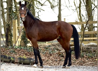 Koń oldenburski, Wałach, 3 lat, 164 cm, Gniada