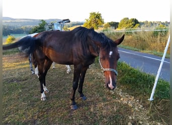 Koń oldenburski, Wałach, 3 lat, 165 cm, Ciemnogniada