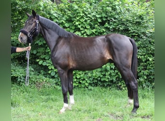 Koń oldenburski, Wałach, 3 lat, 165 cm, Kara