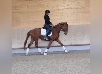 Koń oldenburski, Wałach, 3 lat, 165 cm, Kasztanowata