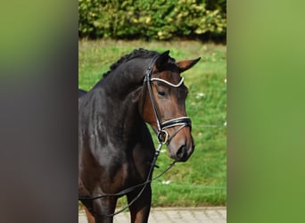 Koń oldenburski, Wałach, 3 lat, 166 cm, Ciemnogniada