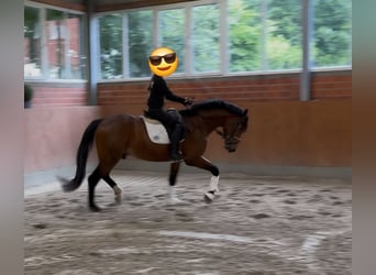 Koń oldenburski, Wałach, 3 lat, 166 cm, Gniada