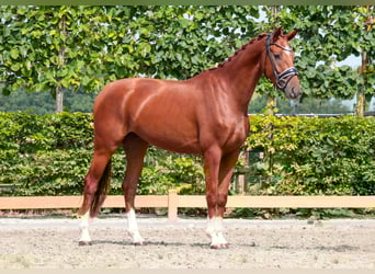 Koń oldenburski, Wałach, 3 lat, 166 cm, Kasztanowata