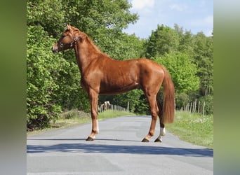 Koń oldenburski, Wałach, 3 lat, 166 cm, Kasztanowata