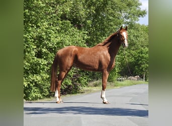 Koń oldenburski, Wałach, 3 lat, 166 cm, Kasztanowata
