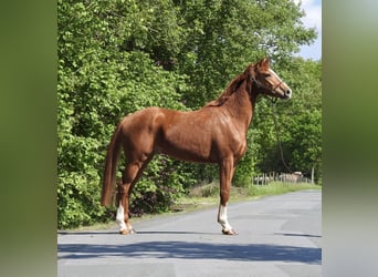 Koń oldenburski, Wałach, 3 lat, 166 cm, Kasztanowata