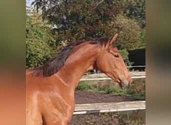 Koń oldenburski, Wałach, 3 lat, 167 cm, Gniada