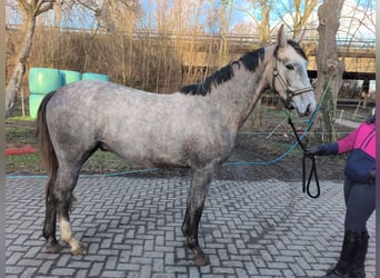 Koń oldenburski, Wałach, 3 lat, 167 cm, Kasztanowatodereszowata