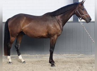 Koń oldenburski, Wałach, 3 lat, 168 cm