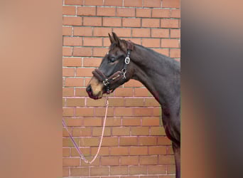 Koń oldenburski, Wałach, 3 lat, 169 cm, Ciemnogniada