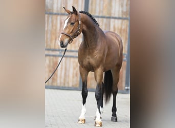 Koń oldenburski, Wałach, 3 lat, 169 cm, Gniada