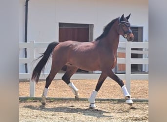 Koń oldenburski, Wałach, 3 lat, 169 cm, Gniada
