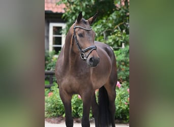 Koń oldenburski, Wałach, 3 lat, 170 cm, Ciemnogniada