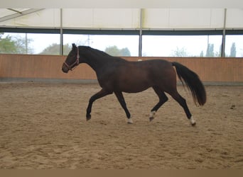 Koń oldenburski, Wałach, 3 lat, 170 cm, Ciemnogniada