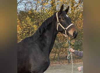 Koń oldenburski, Wałach, 3 lat, 172 cm, Ciemnogniada