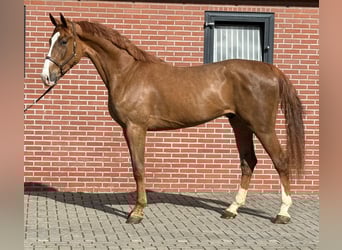 Koń oldenburski, Wałach, 3 lat, 172 cm