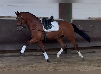 Koń oldenburski, Wałach, 3 lat, Gniada