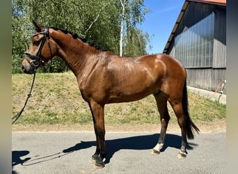 Koń oldenburski, Wałach, 4 lat, 162 cm, Gniada