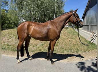 Koń oldenburski, Wałach, 4 lat, 162 cm, Gniada