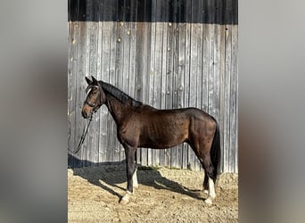 Koń oldenburski, Wałach, 4 lat, 165 cm, Ciemnogniada