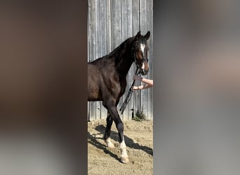 Koń oldenburski, Wałach, 4 lat, 165 cm, Ciemnogniada