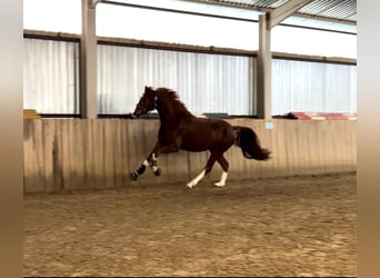 Koń oldenburski, Wałach, 4 lat, 165 cm, Ciemnokasztanowata