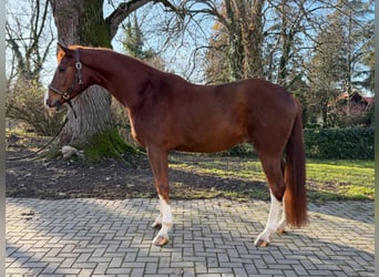 Koń oldenburski, Wałach, 4 lat, 165 cm, Ciemnokasztanowata