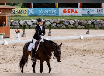 Koń oldenburski, Wałach, 4 lat, 165 cm, Gniada