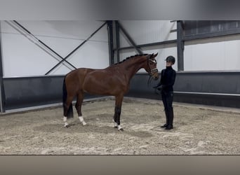 Koń oldenburski, Wałach, 4 lat, 165 cm, Gniada