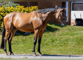 Koń oldenburski, Wałach, 4 lat, 165 cm, Jasnogniada