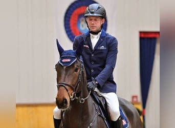 Koń oldenburski, Wałach, 4 lat, 166 cm, Gniada