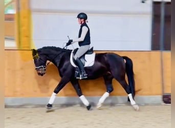 Koń oldenburski, Wałach, 4 lat, 167 cm, Ciemnogniada