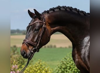 Koń oldenburski, Wałach, 4 lat, 167 cm, Gniada