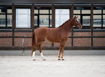 Koń oldenburski, Wałach, 4 lat, 167 cm, Kasztanowata