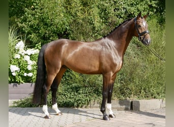 Koń oldenburski, Wałach, 4 lat, 168 cm, Ciemnogniada