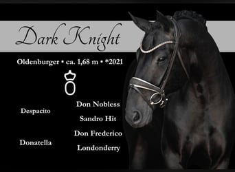 Koń oldenburski, Wałach, 4 lat, 168 cm, Kara