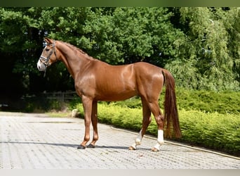 Koń oldenburski, Wałach, 4 lat, 168 cm, Kasztanowata