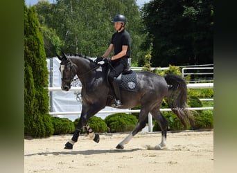 Koń oldenburski, Wałach, 4 lat, 168 cm, Siwa jabłkowita