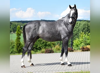 Koń oldenburski, Wałach, 4 lat, 168 cm, Siwa jabłkowita